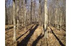 Property photo 23 - 159 Acres Offered in 7 Tracts